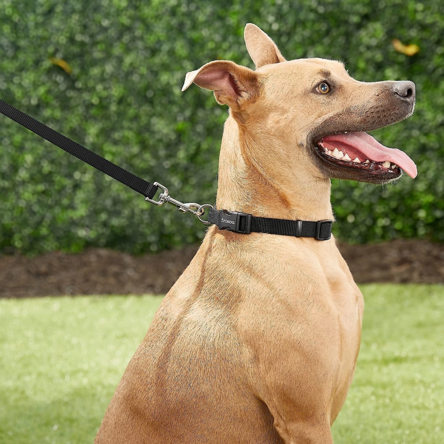 Frisco Solid Nylon Personalized Dog Leash - Image 5