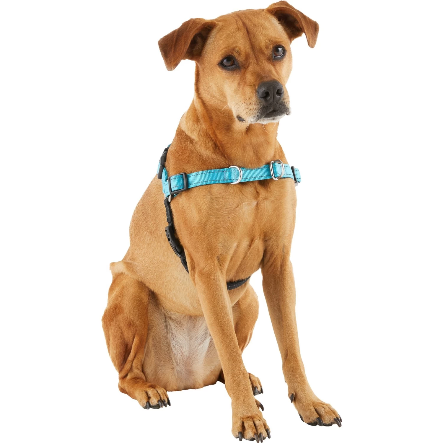 Frisco Padded Reflective No Pull Harness - Image 4