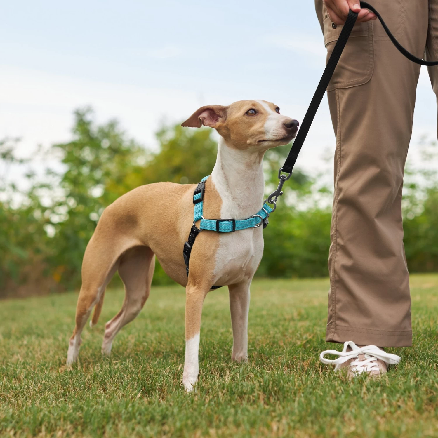 Frisco Padded Reflective No Pull Harness - Image 5