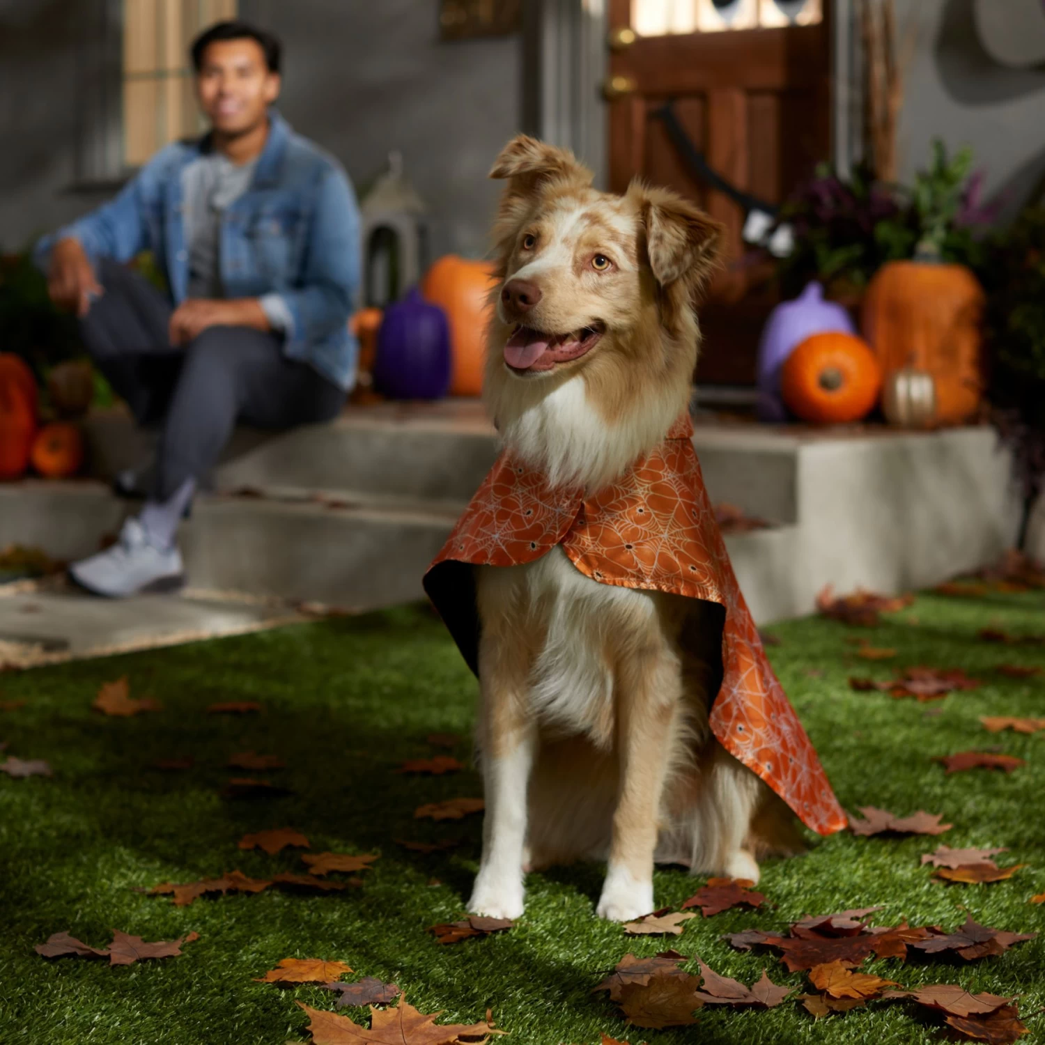 Frisco Spider Webbed Dog & Cat Costume Cape - Image 5