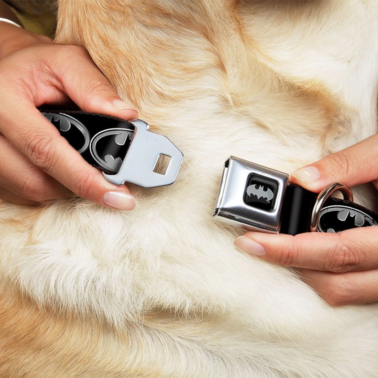 Frisco Bat Wings Dog & Cat Costume & Buckle-Down Batman Shield Polyester Dog Collar - Image 7