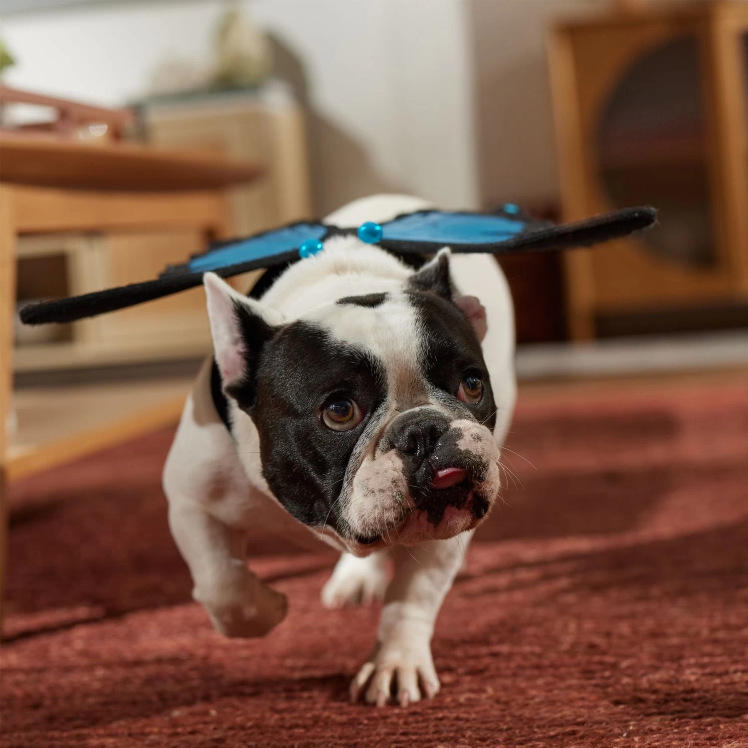 Frisco Magical Butterfly Wings Dog & Cat Costume Accessory - Image 6